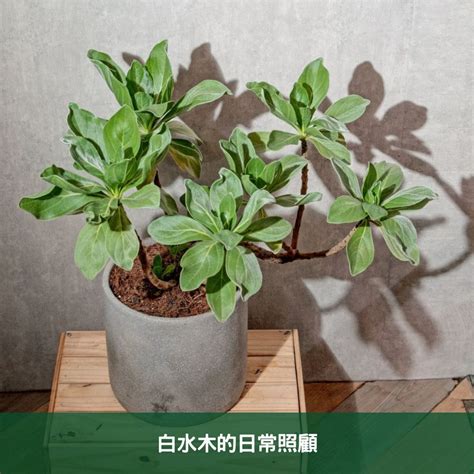 圓葉白水木|白水木養護指南：輕鬆種植白水木的技巧 